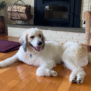 Fundraising Page: Cosmo Gibbon